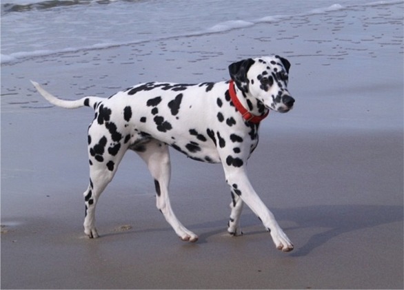 Day two: Biscuit running at the...